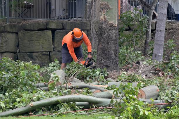  East Village, CT Tree Removal Pros